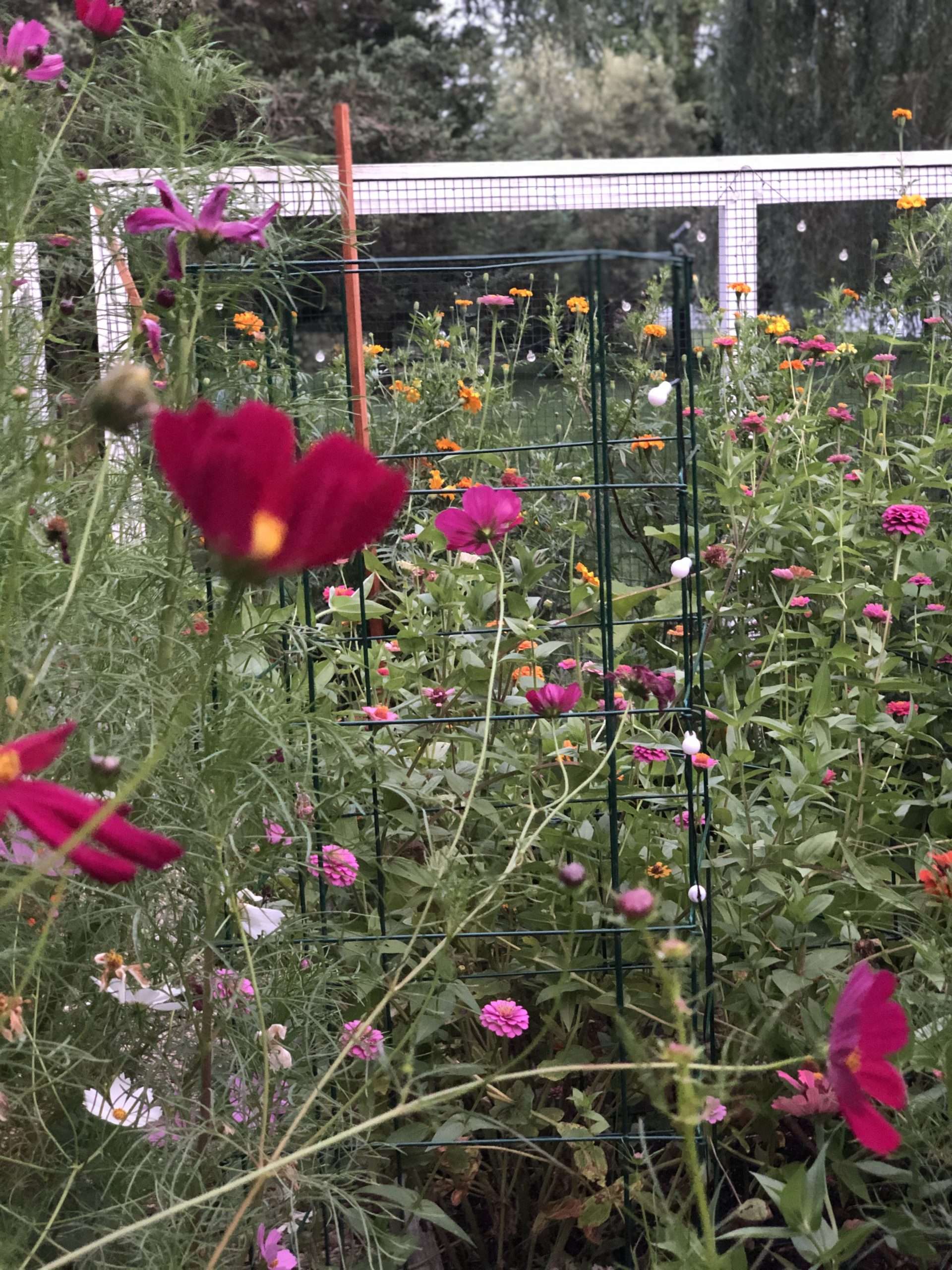 image of flowers
